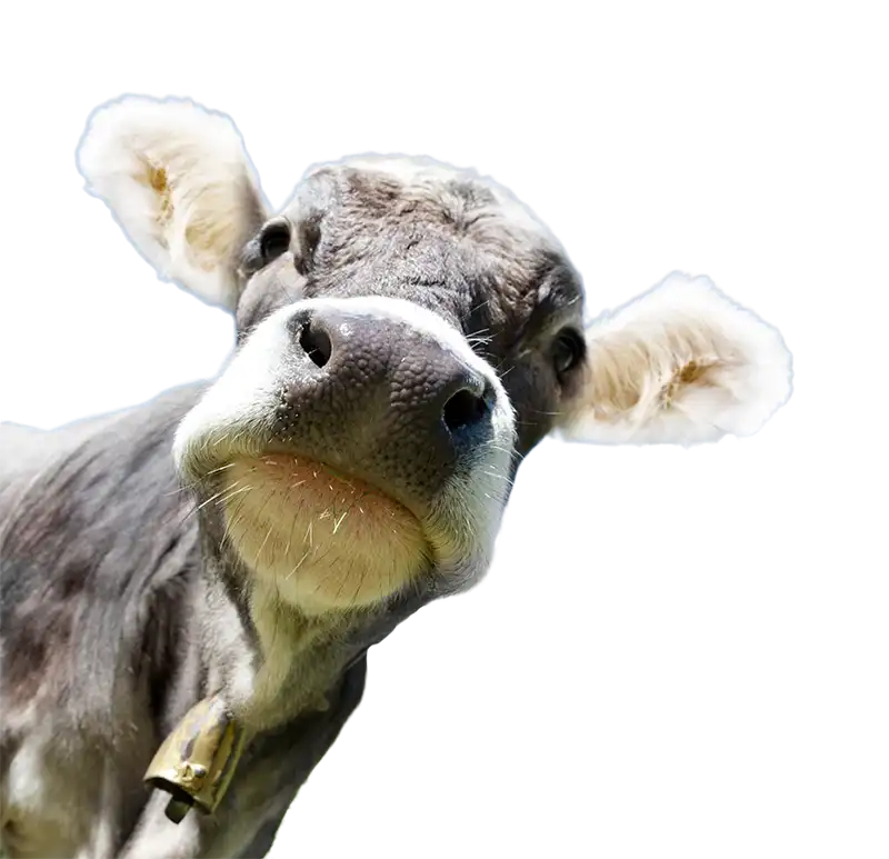 image cow looking right corner