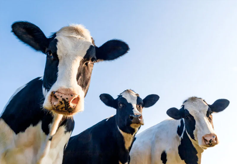 About Blumoo Creative about blumoo creative three cows