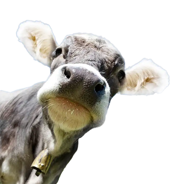 SEO Spotlight image cow looking right corner