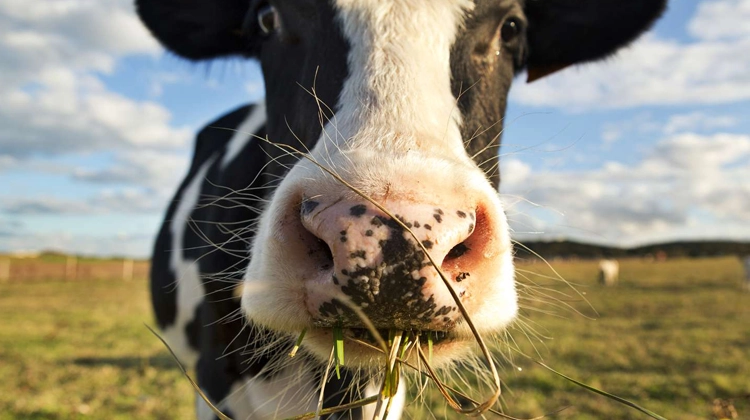 cow eating grass looking into camera